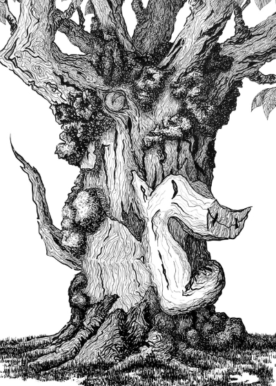 Number 24 Dragon Tree